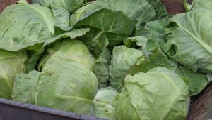 Wholesale Dehydrated Cabbage in Bulk Packaging