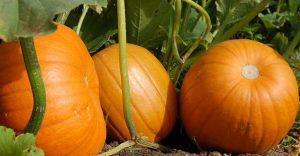 Wholesale Dehydrated Pumpkin in Bulk Packaging