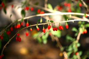 Dehydrated Organic Goji Berry - Wolfberry